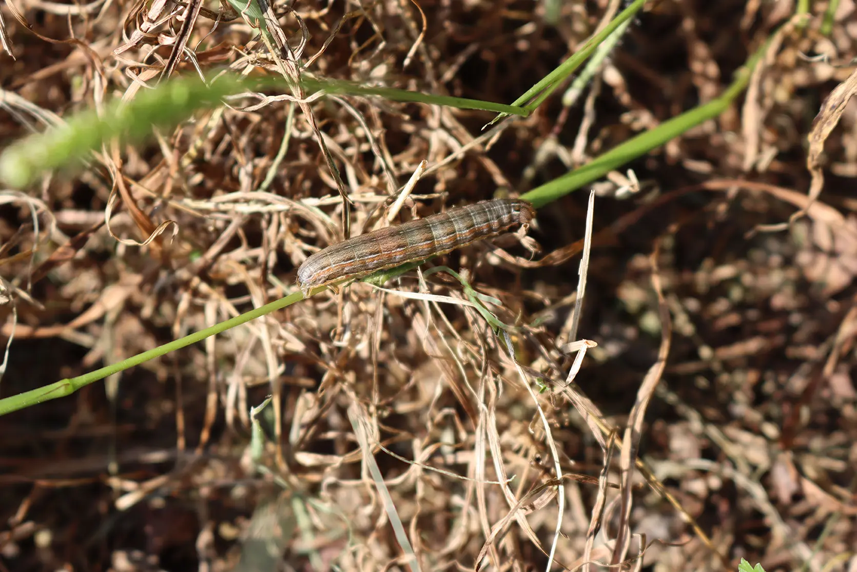 Armyworm moth larva of green leaf