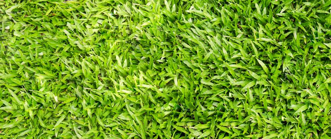 A close up of green grass with small leaves