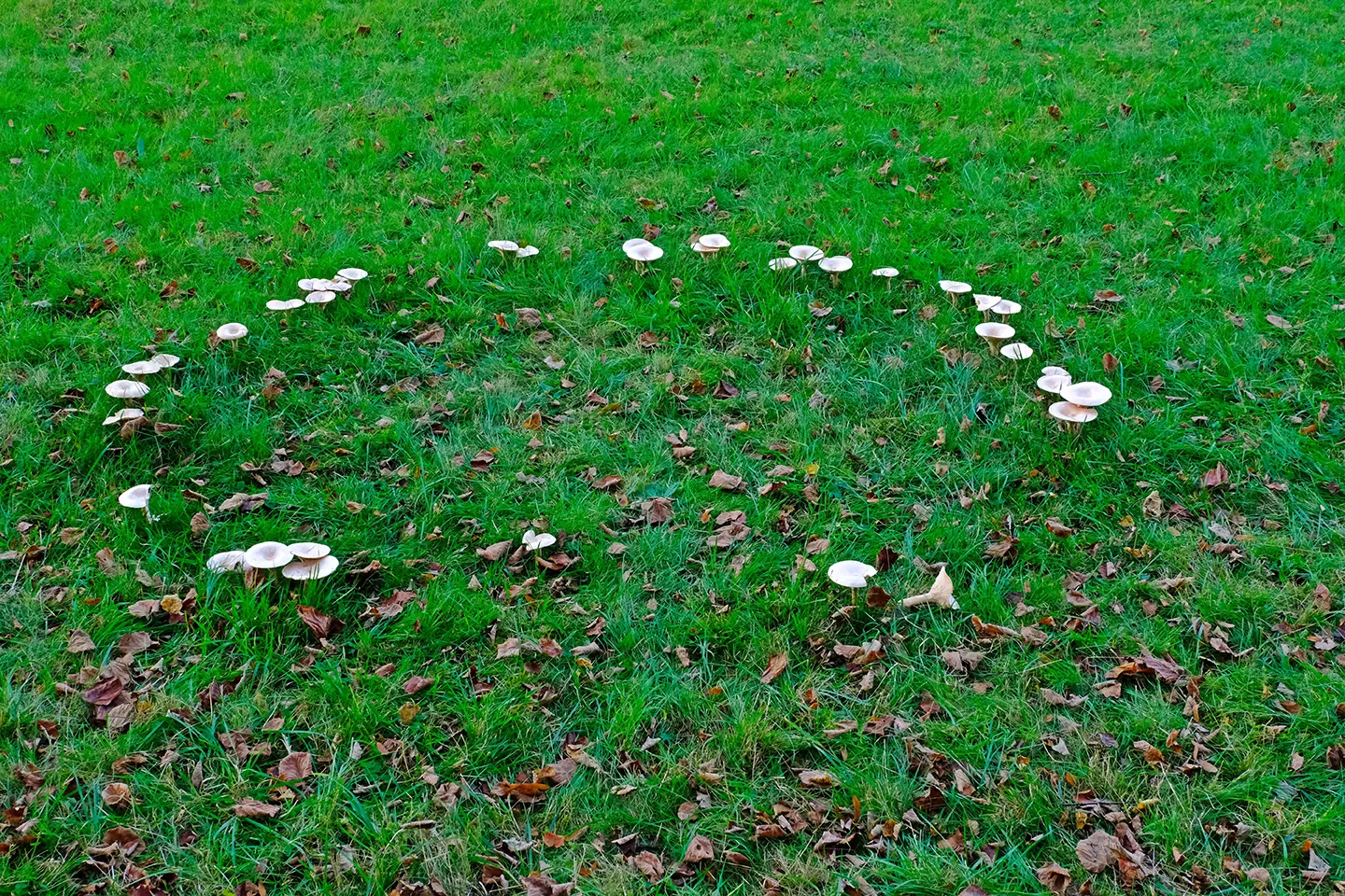 A circle of mushrooms in the grass.