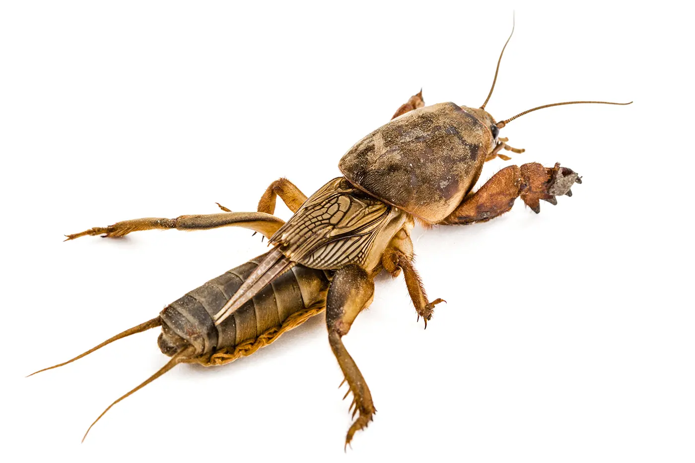 Mole Cricket