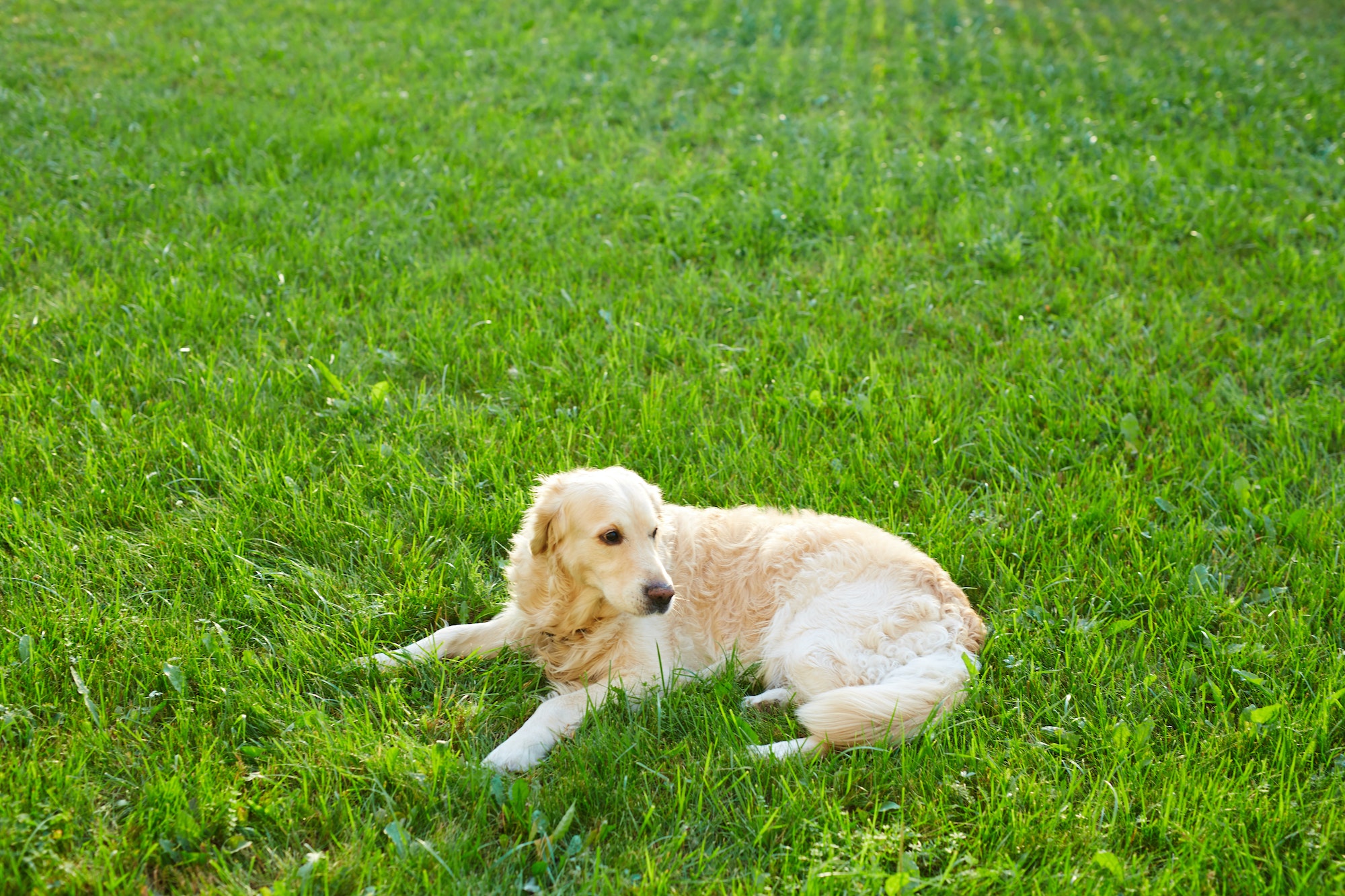 Rest on grass