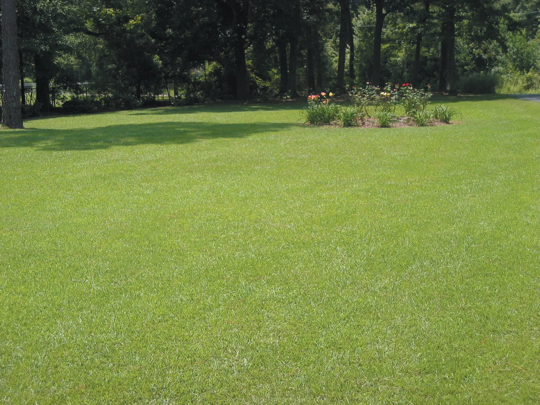 Free lawn & shrub survey offer