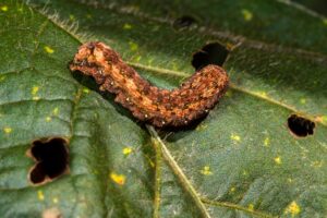Webworm eating vegetation