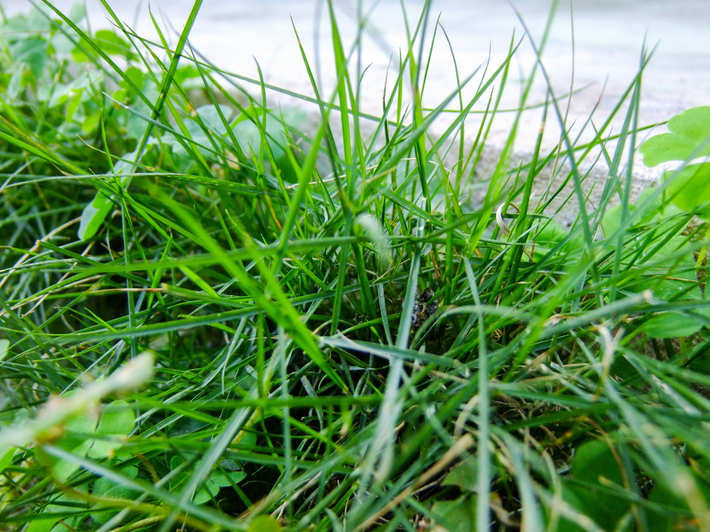 Bermuda grass in coastal Mississippi and Alabama