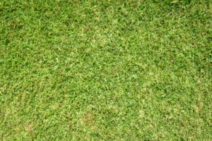 St. Augustine grass in coastal Mississippi and Alabama