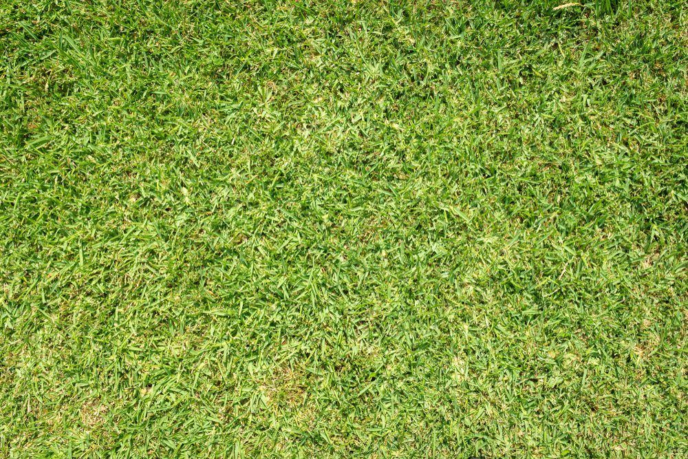 St. Augustine grass in coastal Mississippi and Alabama