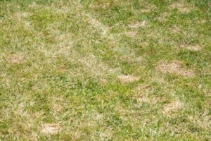 Coastal lawn disease management