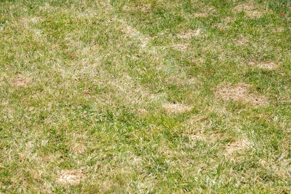Coastal lawn disease management
